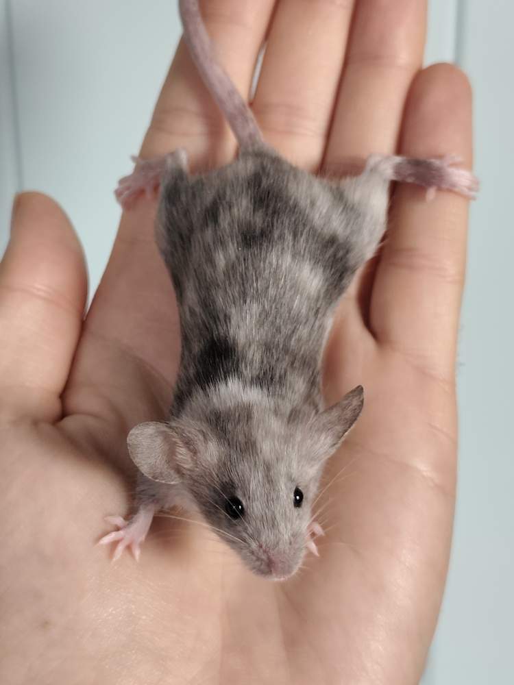 Fancy mouse Owned by other Mus musculus 