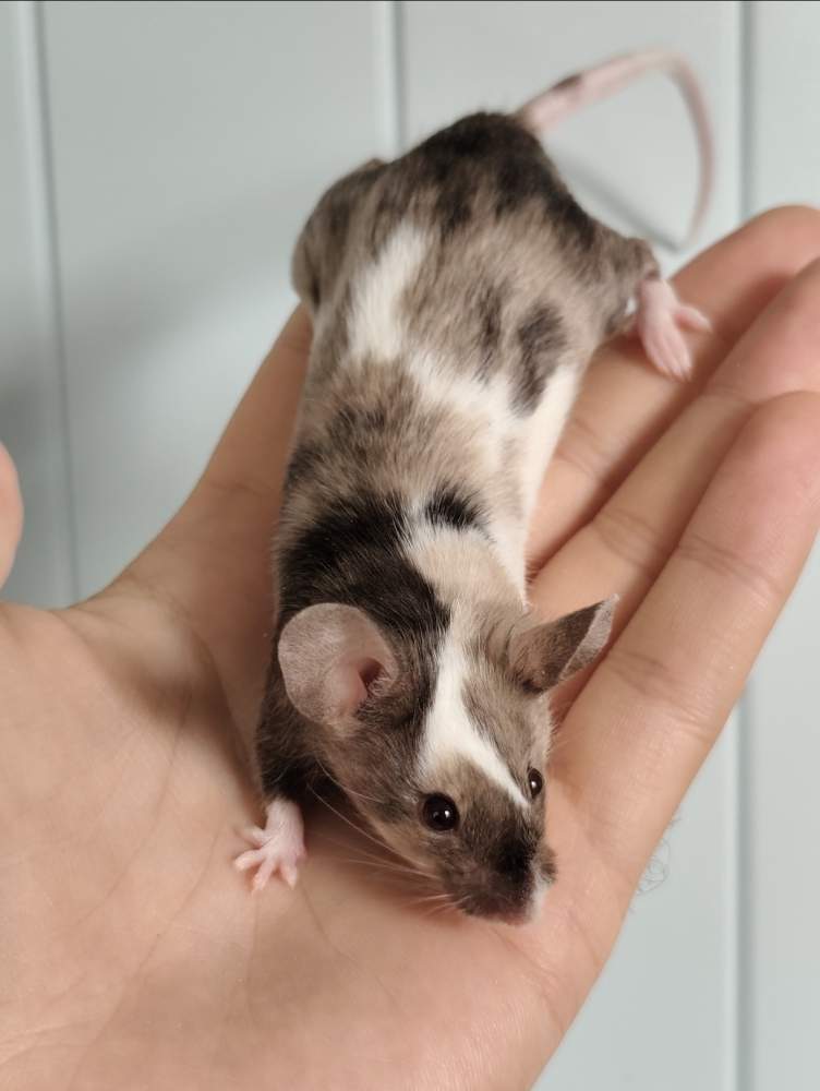 Fancy mouse Breeder Mus musculus 