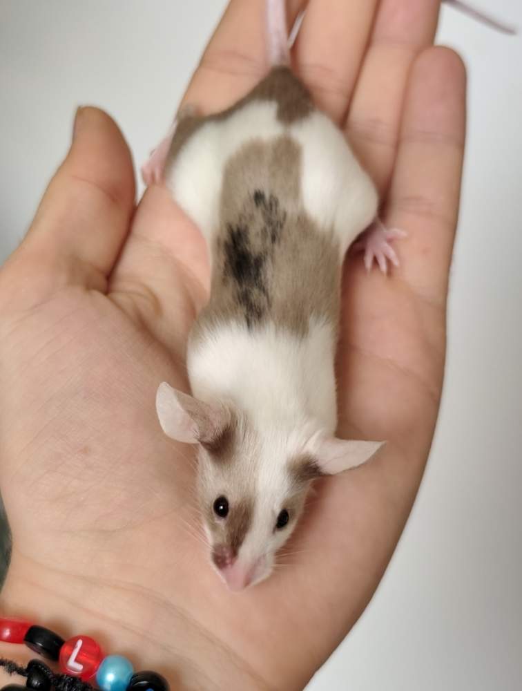Fancy mouse Breeder Mus musculus 