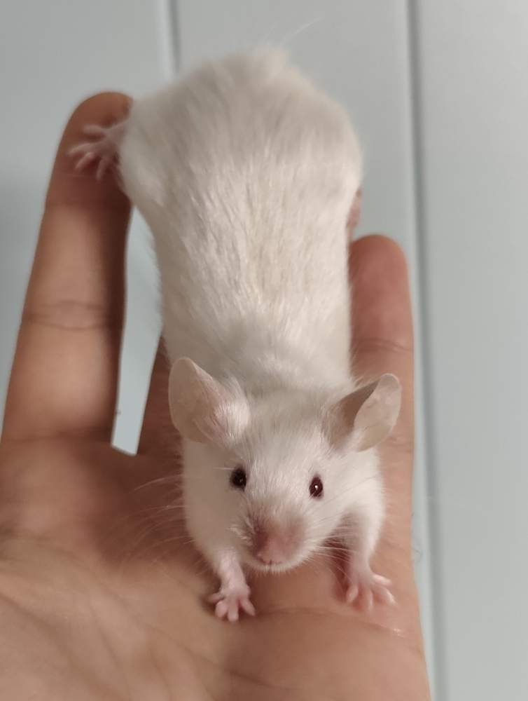 Fancy mouse Breeder Mus musculus 