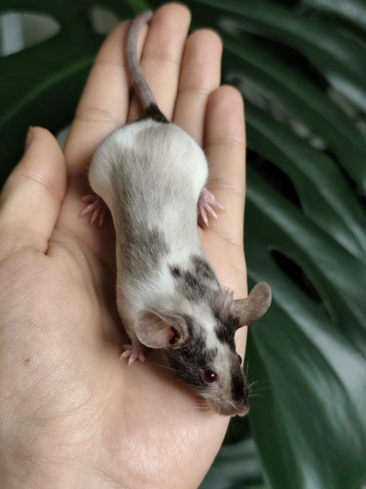 Fancy mouse Breeder Mus musculus 