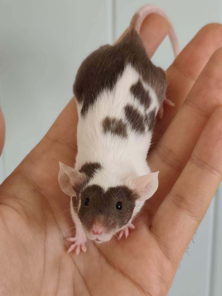 Fancy mouse Breeder Mus musculus 