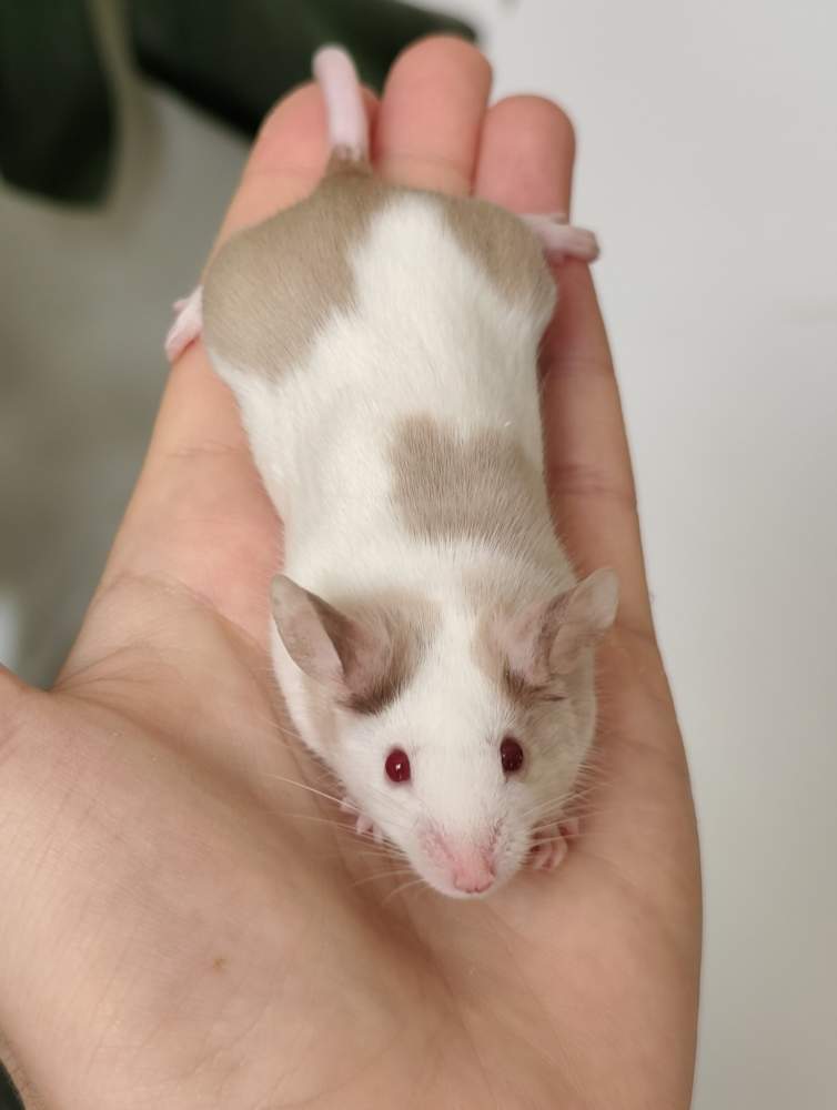 Fancy mouse Breeder Mus musculus 