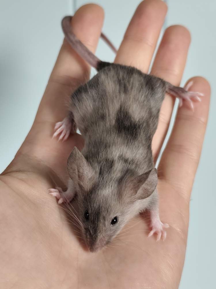 Fancy mouse Breeder Mus musculus 