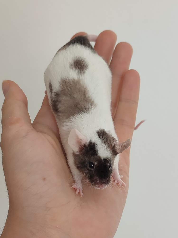 Fancy mouse Deceased Mus musculus 