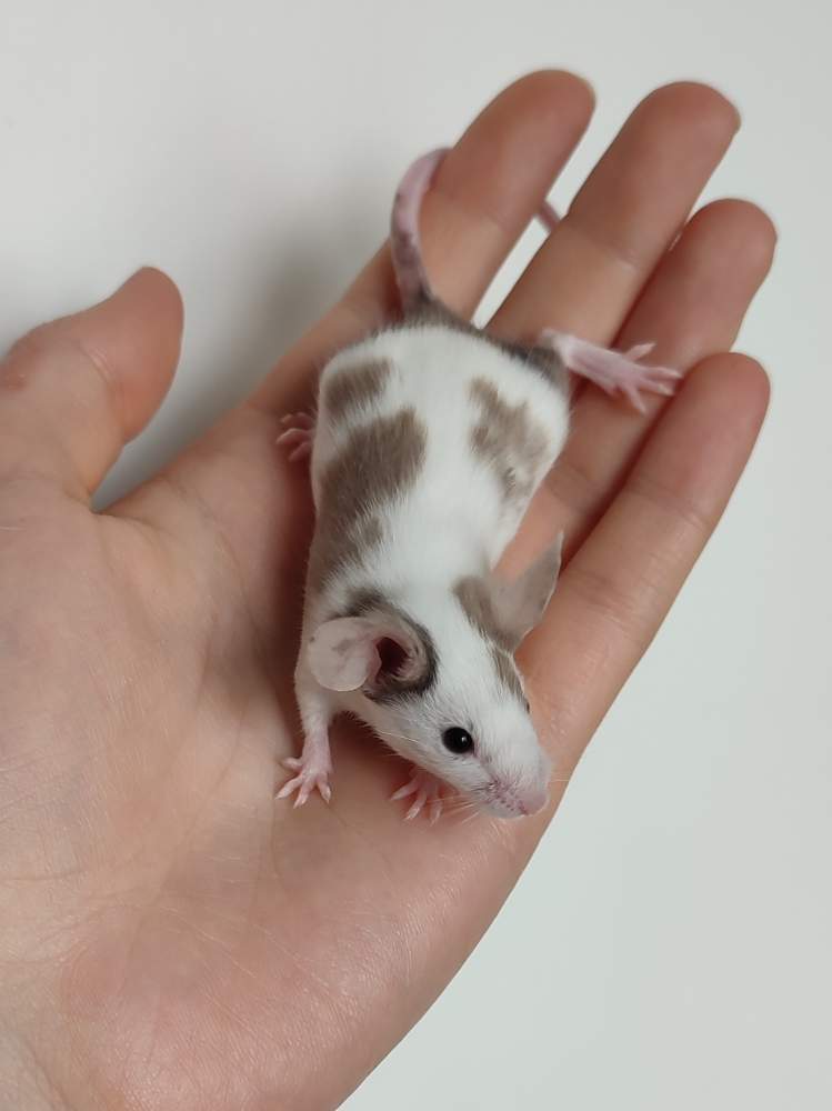 Fancy mouse Breeder Mus musculus 