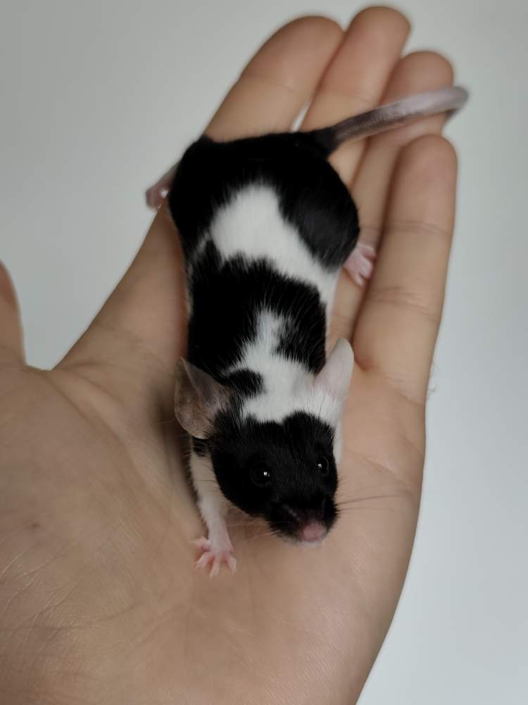 Fancy mouse Breeder Mus musculus 