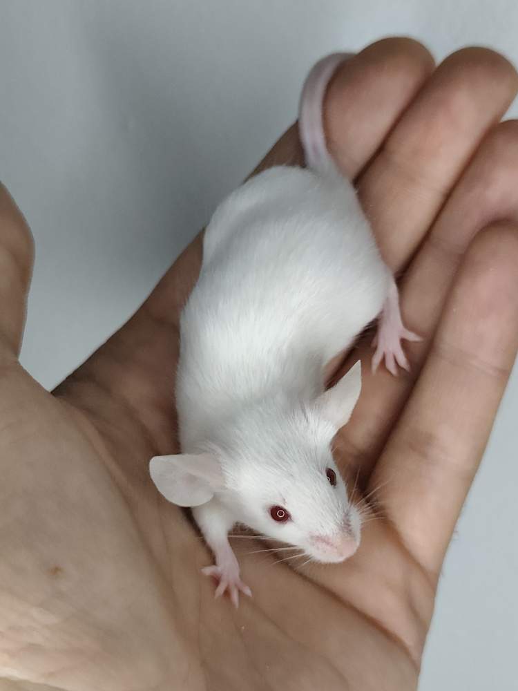 Fancy mouse Owned by other Mus musculus 