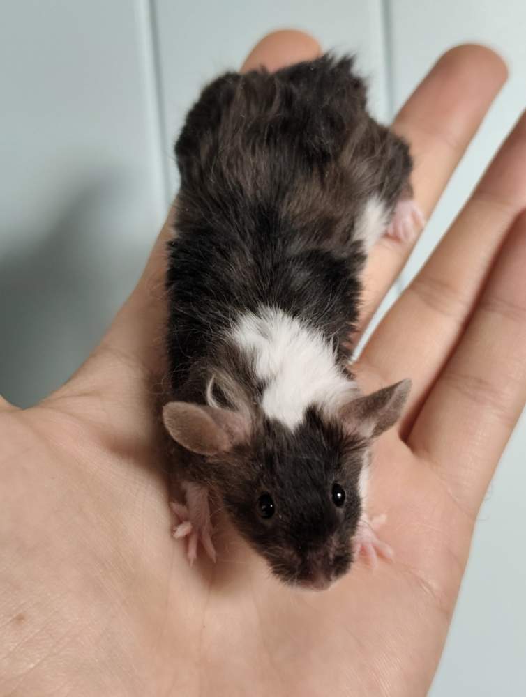 Fancy mouse Breeder Mus musculus 