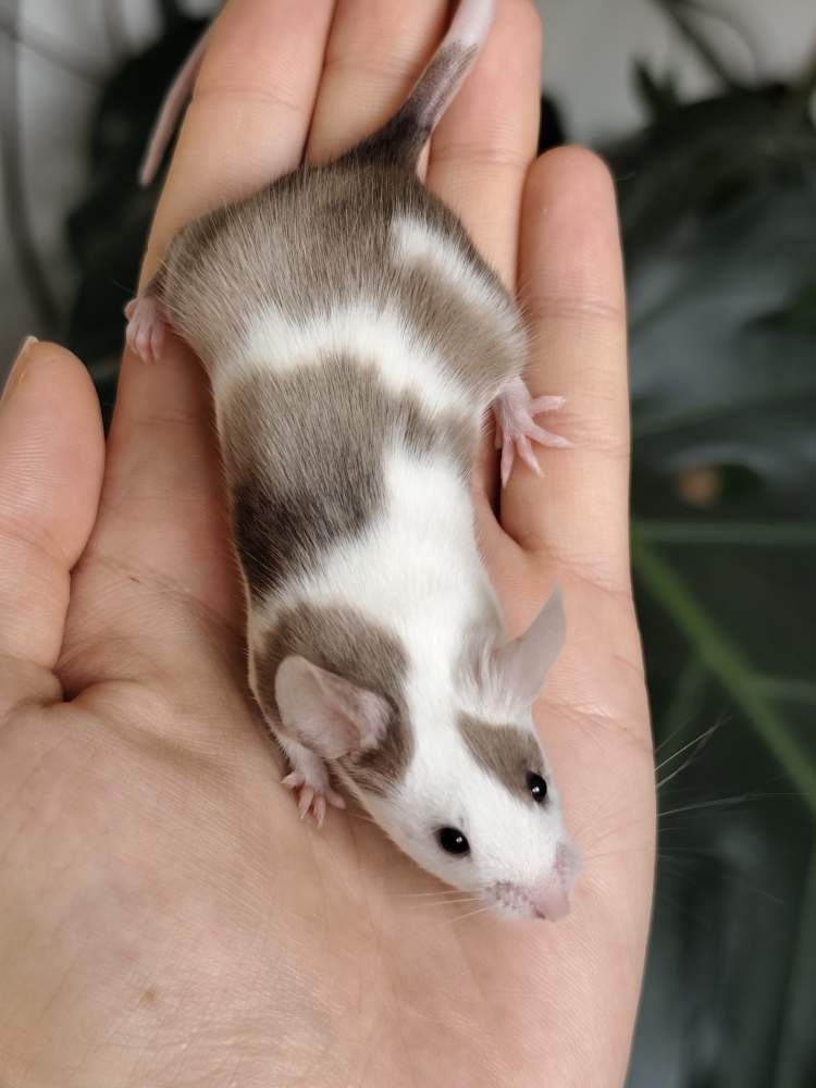 Fancy mouse Breeder Mus musculus 