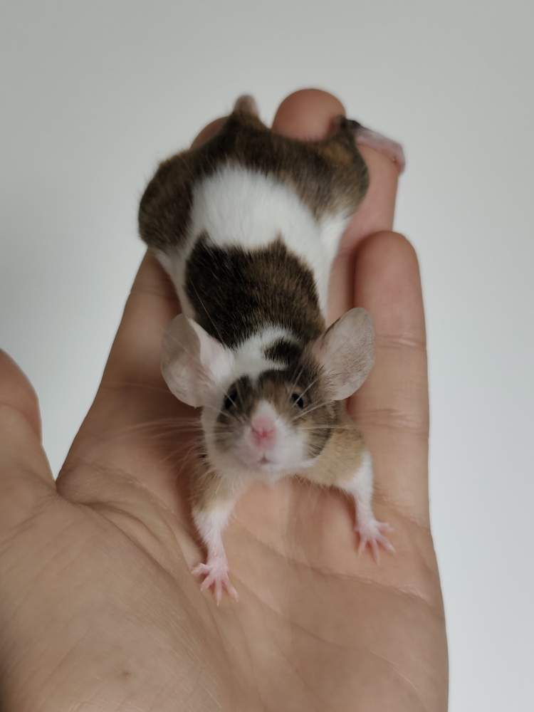 Fancy mouse Breeder Mus musculus 