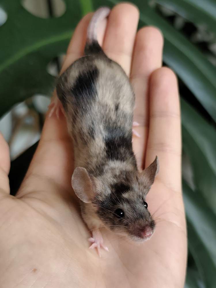 Fancy mouse Breeder Mus musculus 