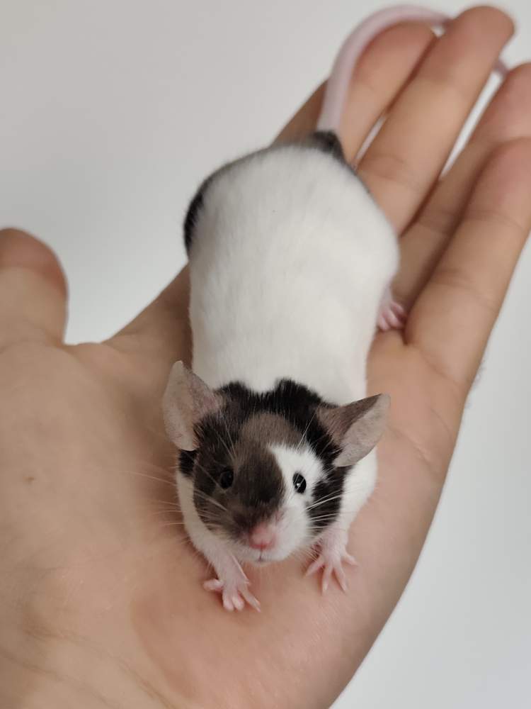Fancy mouse Breeder Mus musculus 