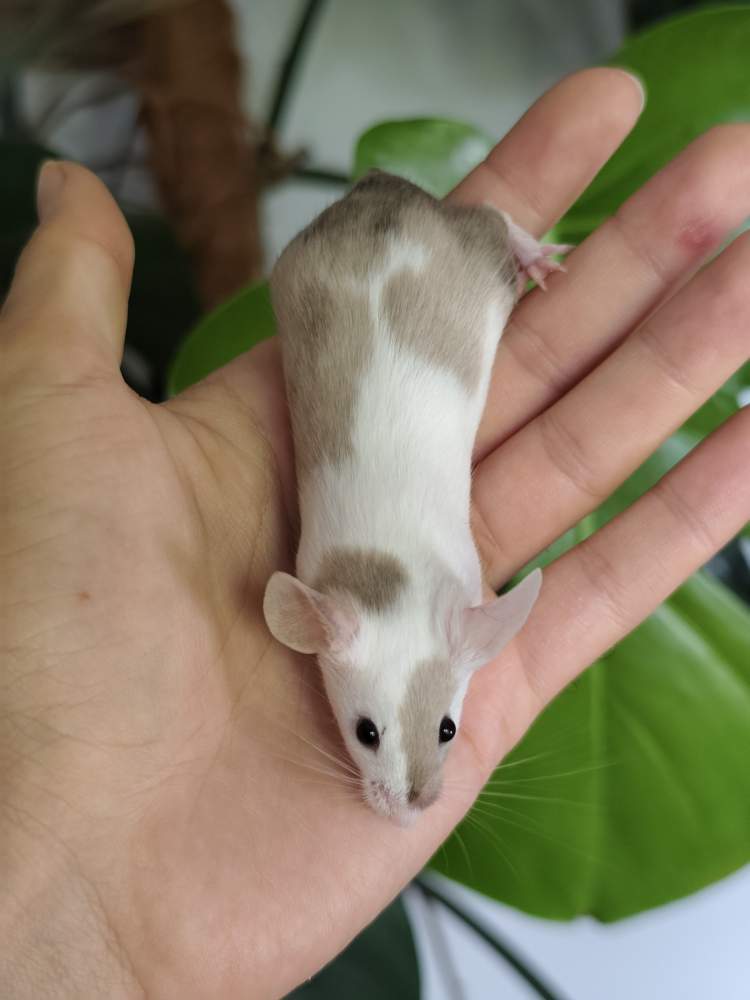 Fancy mouse Breeder Mus musculus 