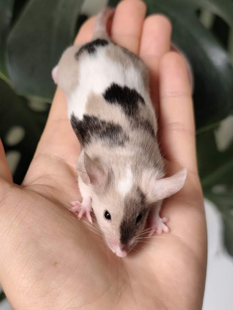 Fancy mouse Breeder Mus musculus 