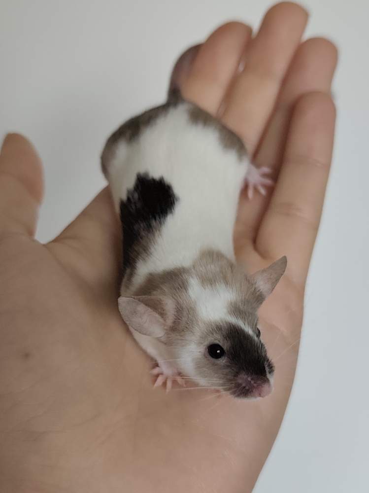 Fancy mouse Breeder Mus musculus 