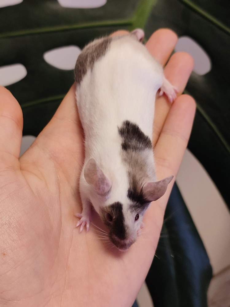 Fancy mouse Breeder Mus musculus 