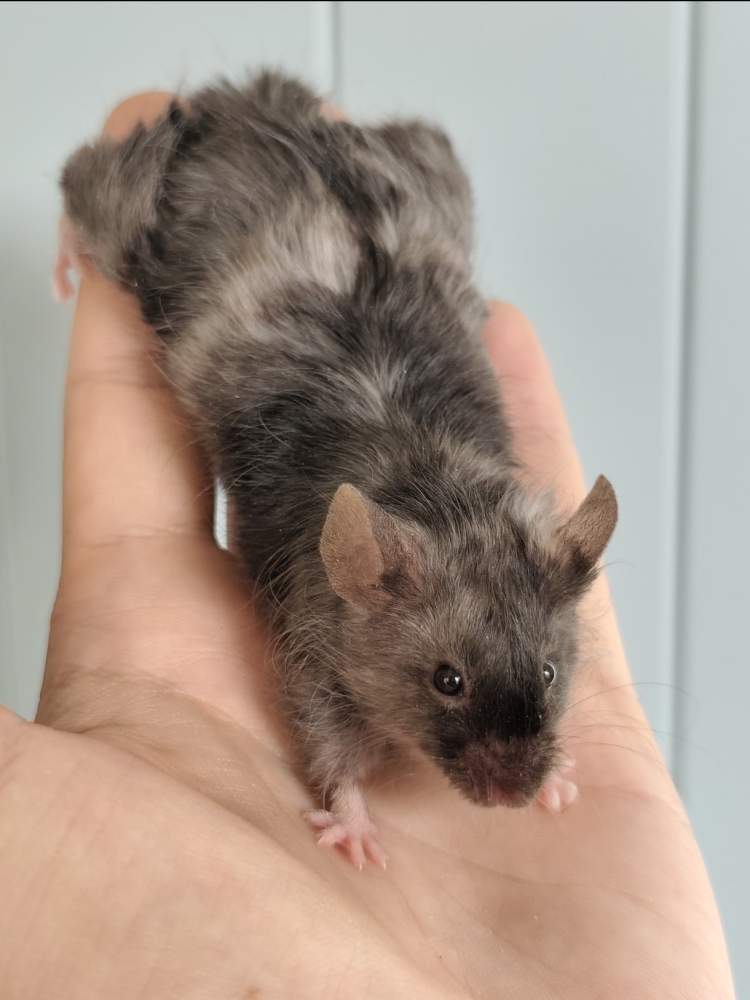 Fancy mouse Breeder Mus musculus 
