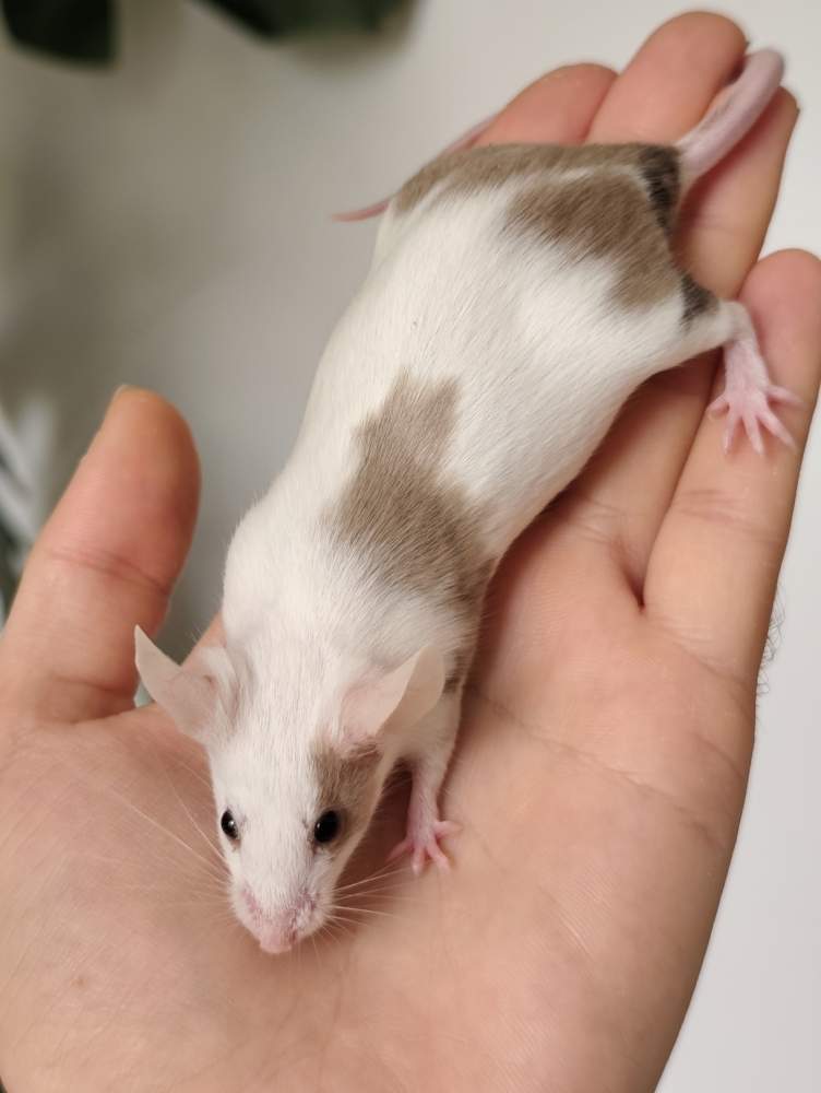 Fancy mouse Breeder Mus musculus 