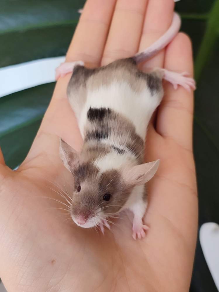 Fancy mouse Breeder Mus musculus 