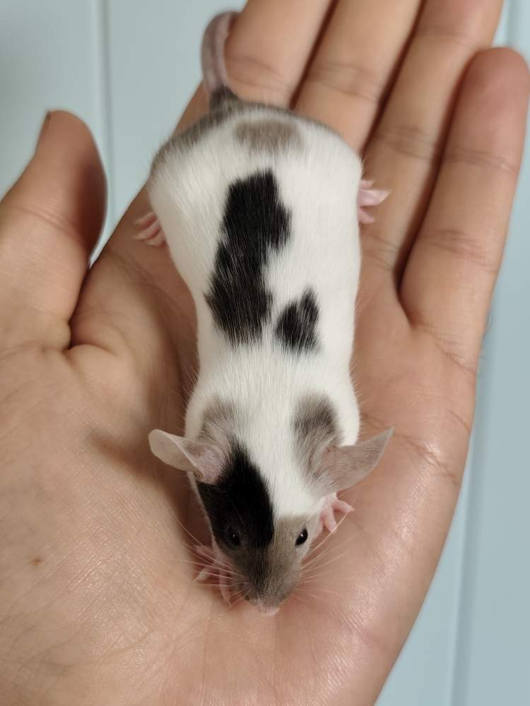 Fancy mouse Breeder Mus musculus 