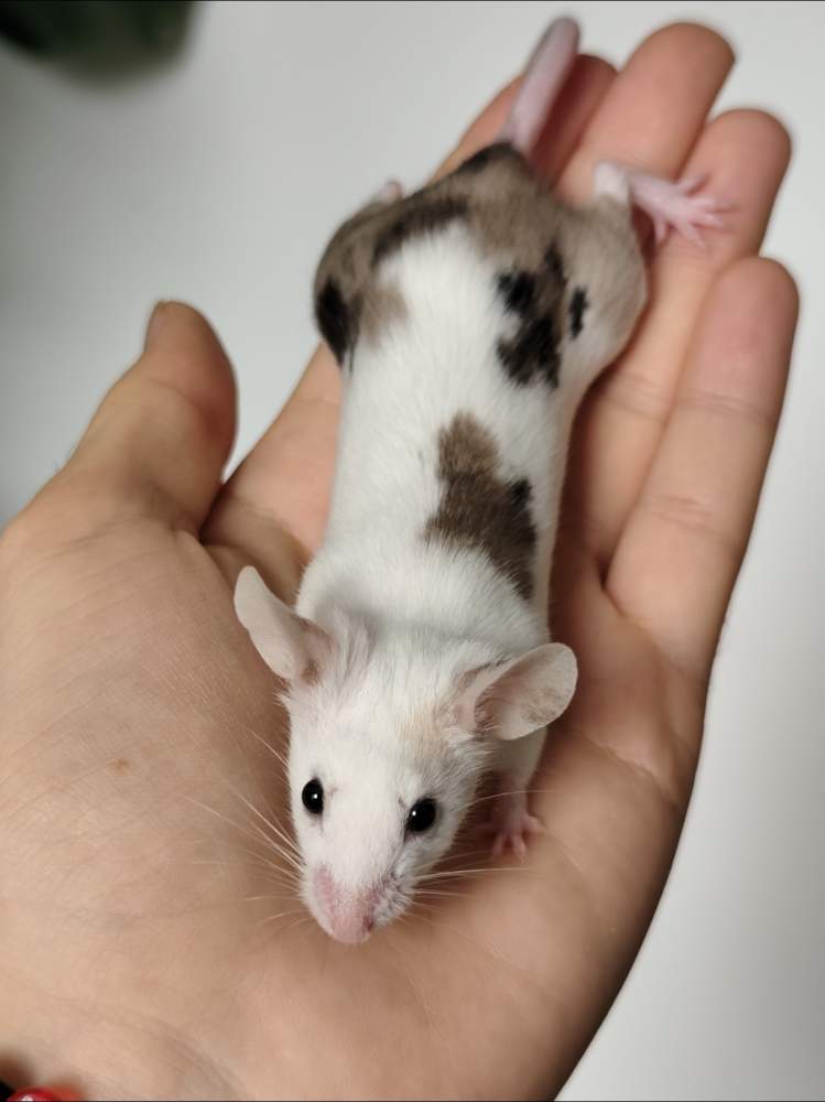 Fancy mouse Breeder Mus musculus 