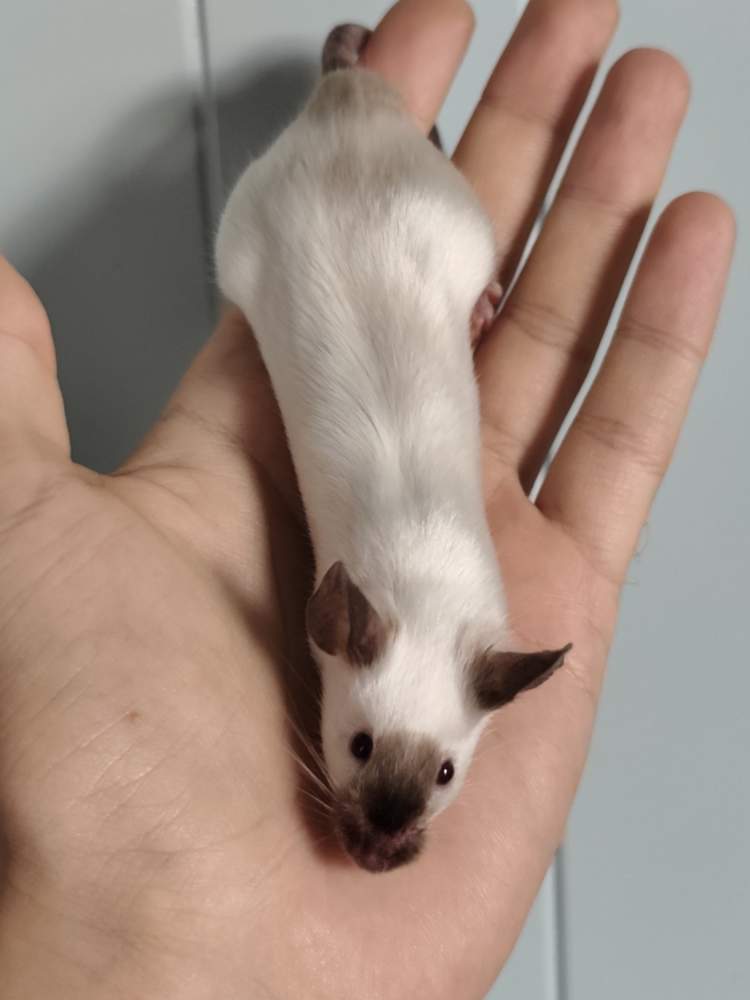 Fancy mouse Breeder Mus musculus 