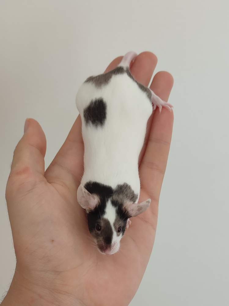 Fancy mouse Breeder Mus musculus 