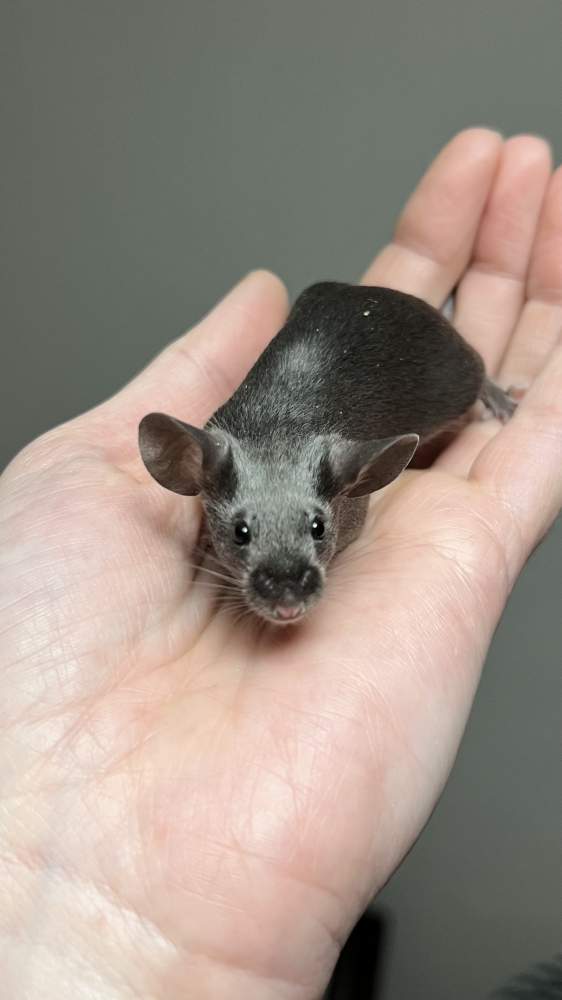 Fancy mouse Breeder Mus musculus 