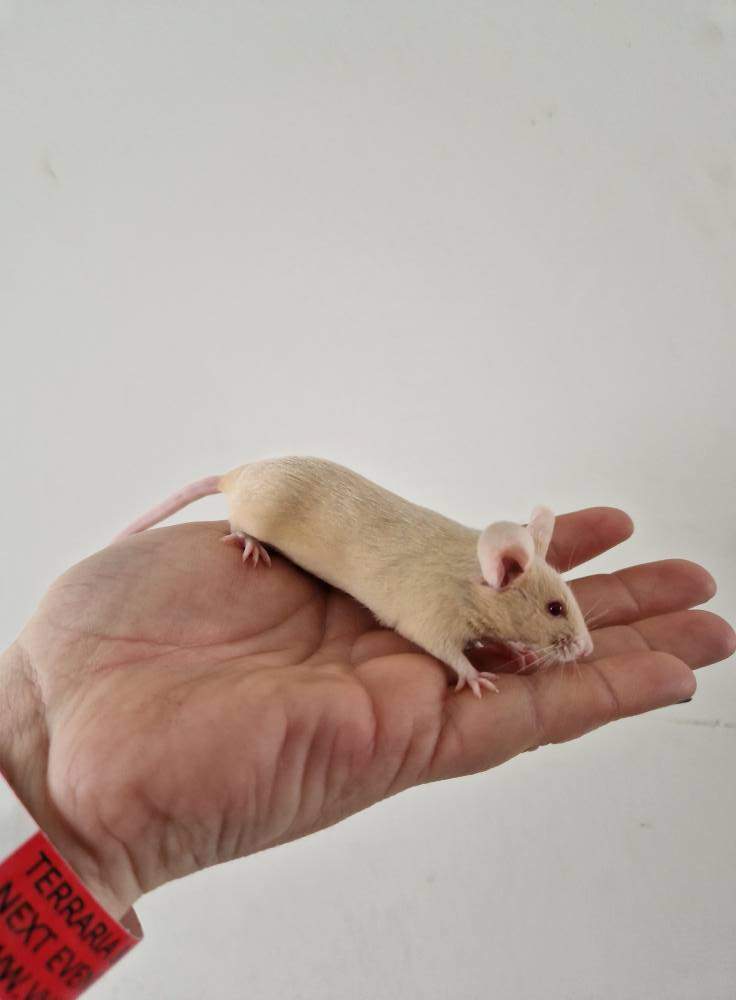 Fancy mouse Breeder Mus musculus 