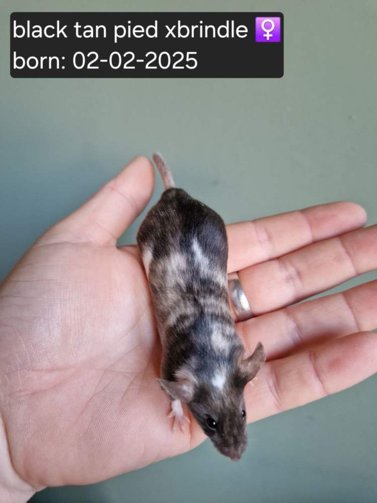 Fancy mouse Pet only Mus musculus 