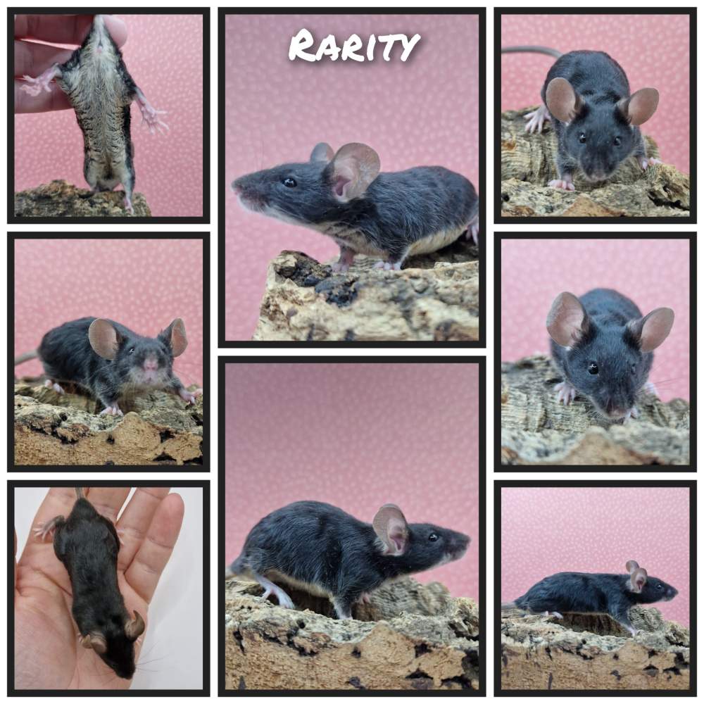 Fancy mouse Deceased Mus musculus 