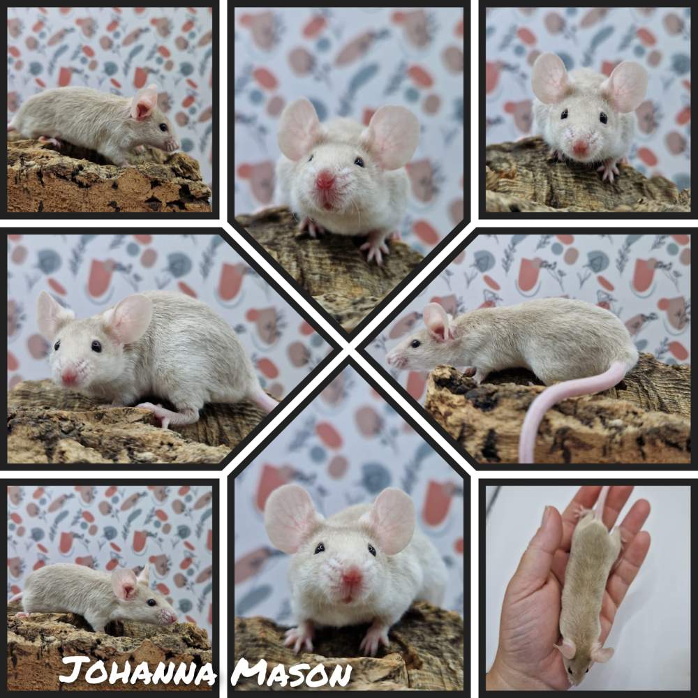 Fancy mouse Deceased Mus musculus 