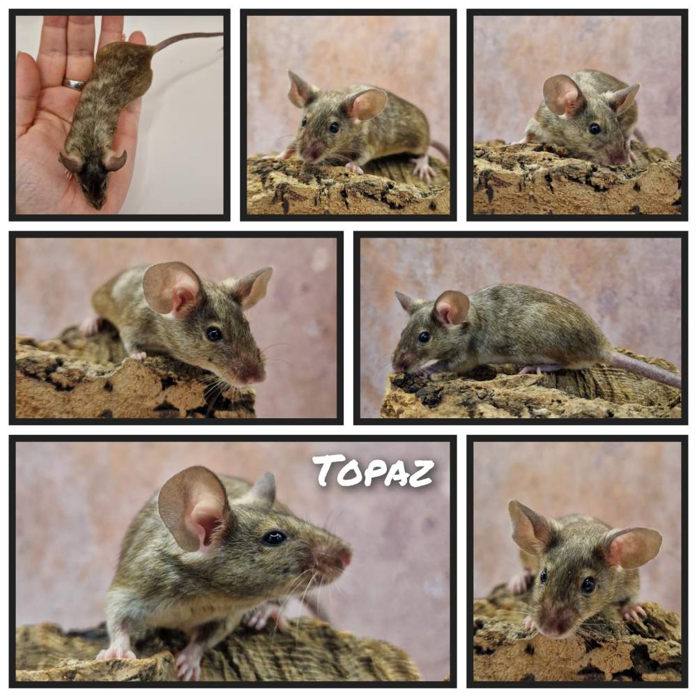 Fancy mouse Retired Mus musculus 