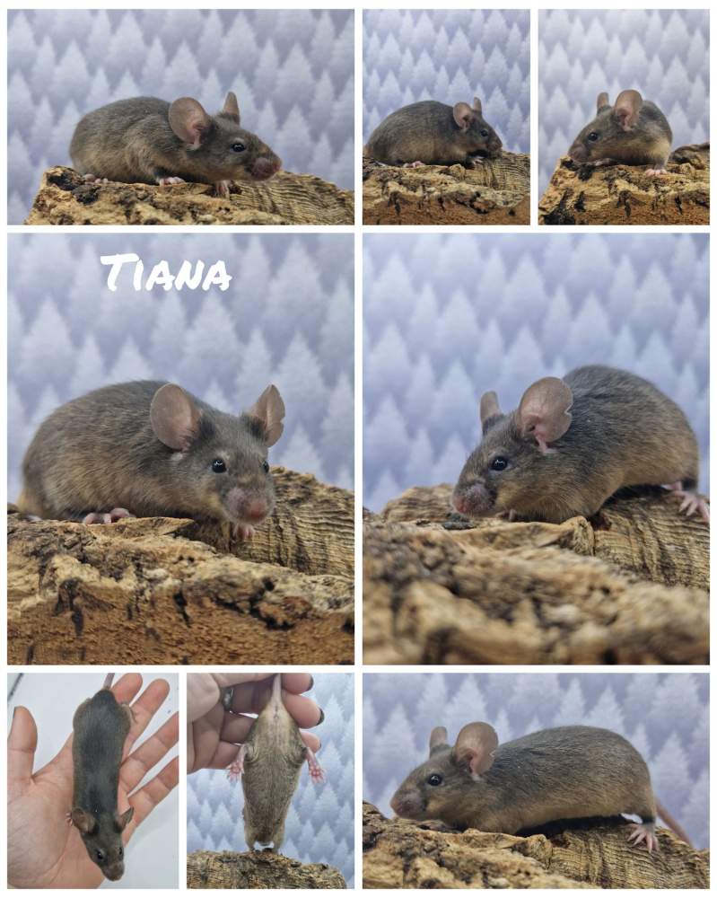 Fancy mouse Free Mus musculus 