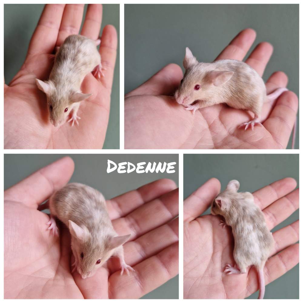 Fancy mouse Breeder Mus musculus 