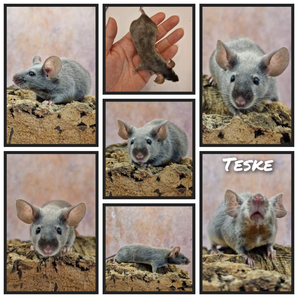 Fancy mouse Retired Mus musculus 