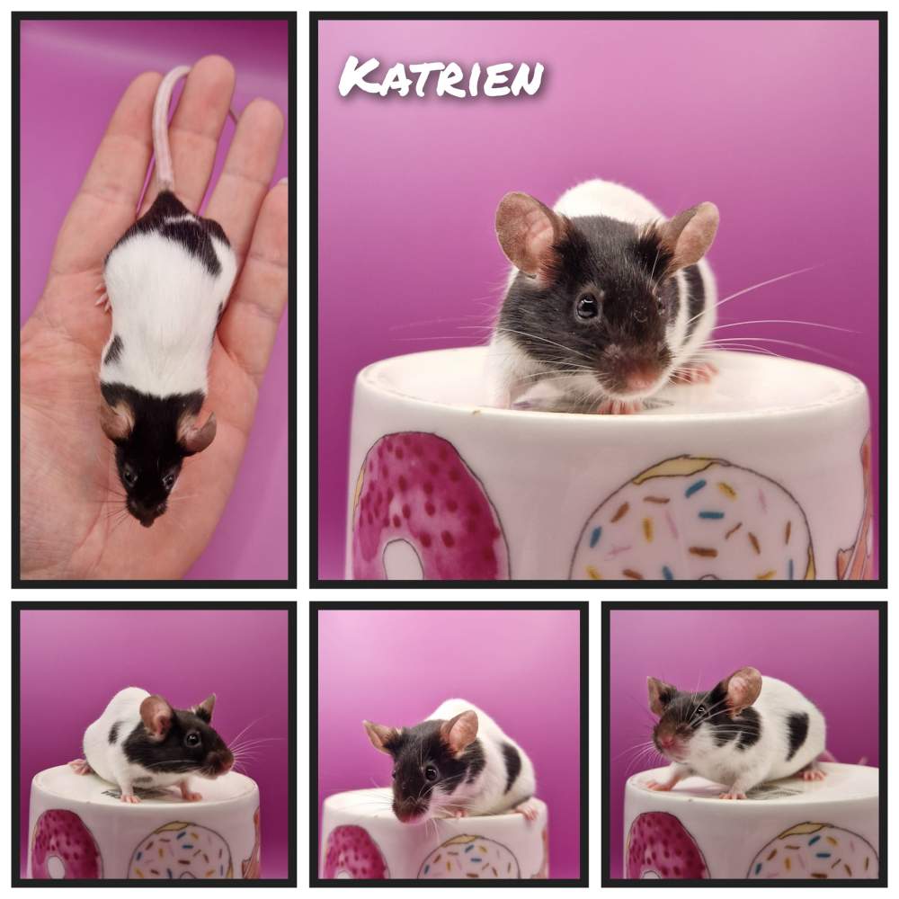 Fancy mouse Retired Mus musculus 