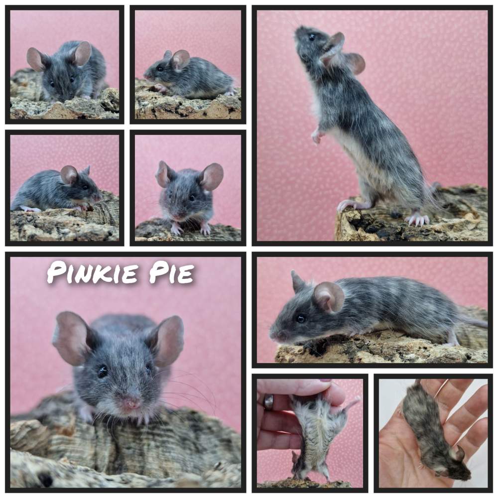 Fancy mouse Owned by other Mus musculus 