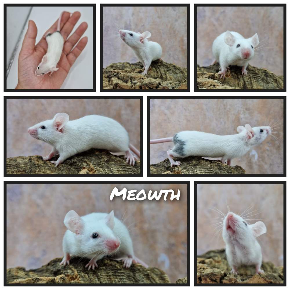 Fancy mouse Owned by other Mus musculus 