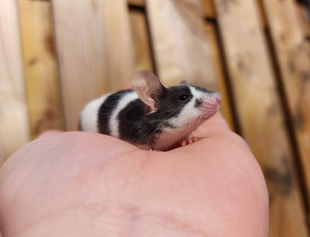 Fancy mouse Breeder Mus musculus 