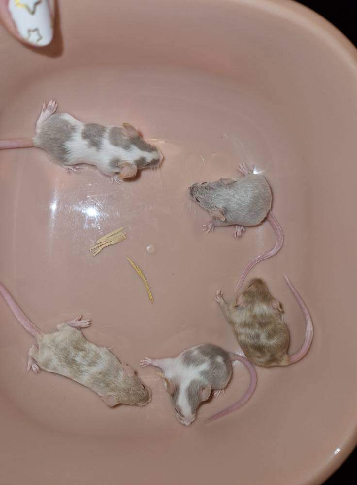 Fancy mouse Breeder Mus musculus 