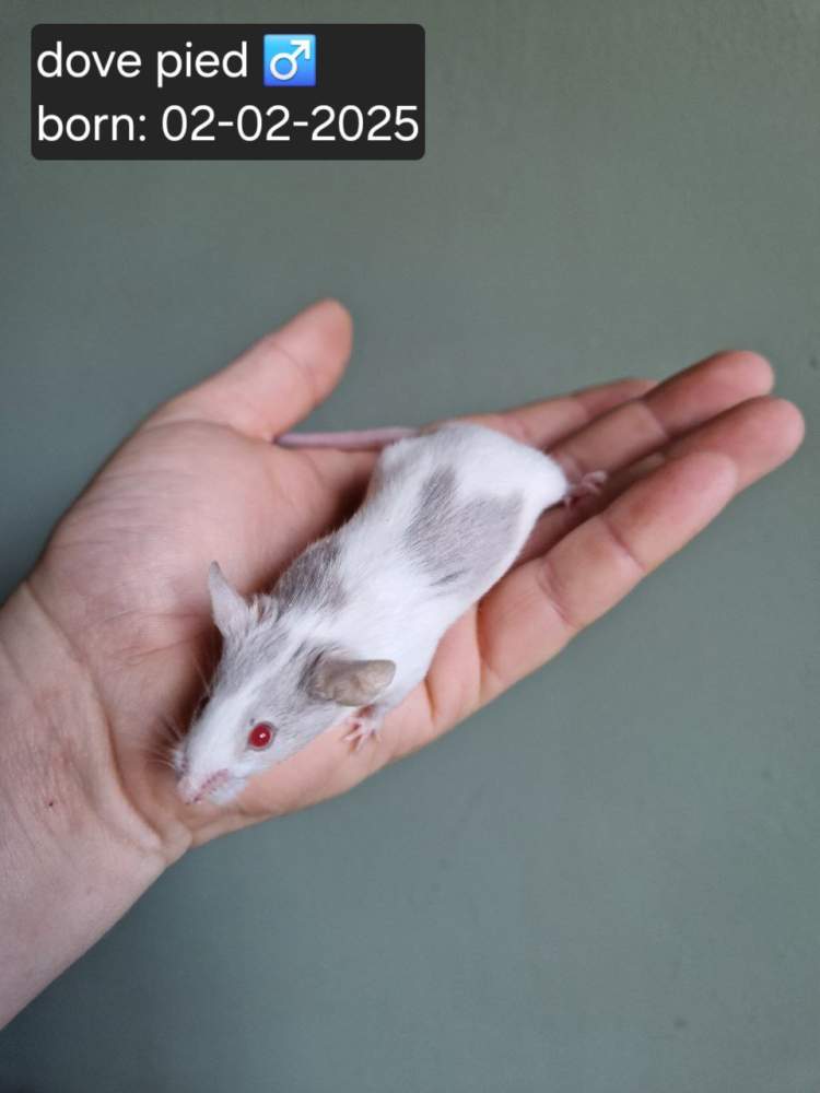 Fancy mouse Pet only Mus musculus 