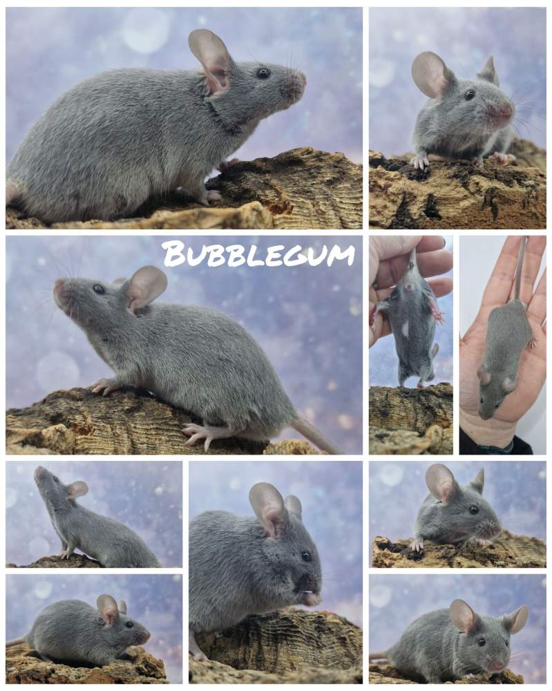 Fancy mouse Deceased Mus musculus 