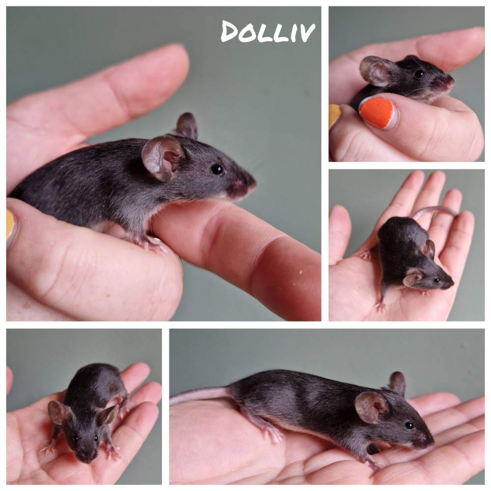 Fancy mouse Free Mus musculus 