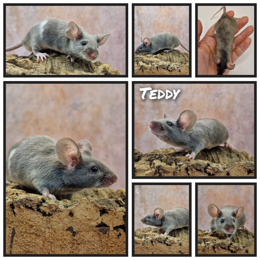 Fancy mouse Retired Mus musculus 