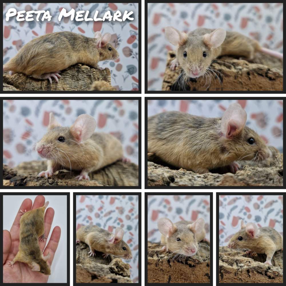 Fancy mouse Owned by other Mus musculus 