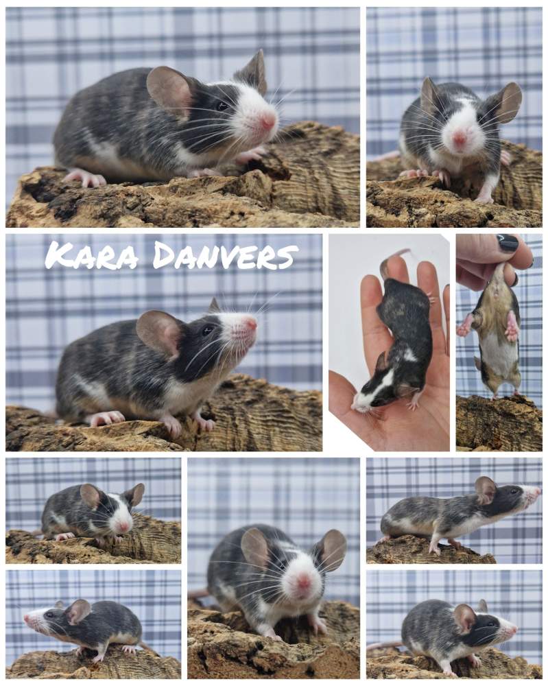 Fancy mouse Breeder Mus musculus 