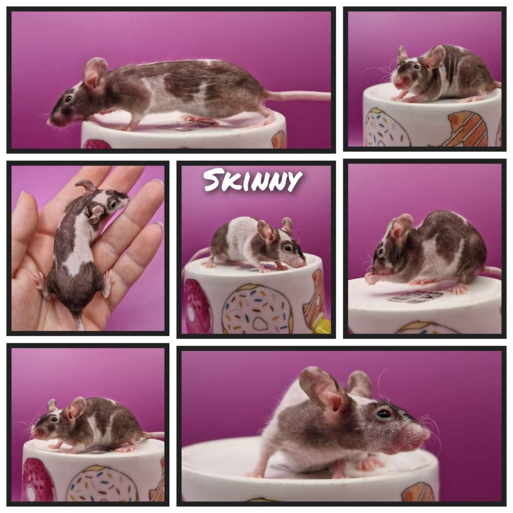 Fancy mouse Deceased Mus musculus 