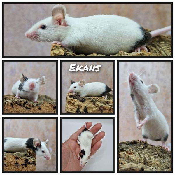 Fancy mouse Deceased Mus musculus 